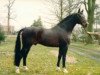 stallion Garant (Holsteiner, 1965, from Farn)