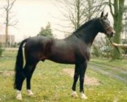 stallion Garant (Holsteiner, 1965, from Farn)