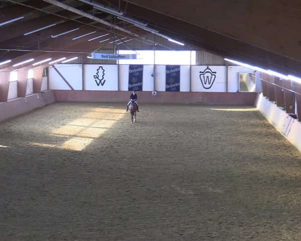 Reitturnier Bad Salzuflen 2022