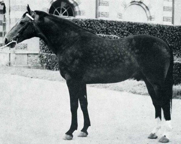 stallion Surioso de Ver (Selle Français, 1962, from Furioso xx)
