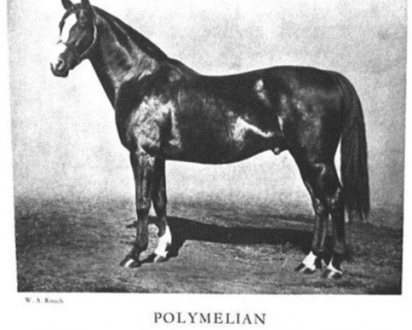 stallion Polymelian xx (Thoroughbred, 1914, from Polymelus xx)