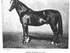stallion Polymelian xx (Thoroughbred, 1914, from Polymelus xx)