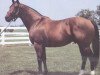 stallion Secreto xx (Thoroughbred, 1981, from Northern Dancer xx)