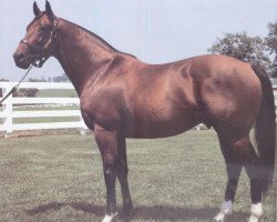 Deckhengst Secreto xx (Englisches Vollblut, 1981, von Northern Dancer xx)