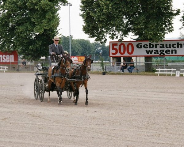Pferd Top Tiny (Deutsches Reitpony, 2009, von Top Balino)