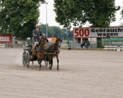 horse Top Tiny (German Riding Pony, 2009, from Top Balino)