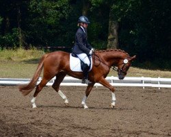 dressage horse Amazing Dream 5 (German Riding Pony, 2009, from A Gorgeous)