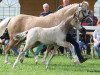 Zuchtstute Desert Queen (Deutsches Reitpony, 2013, von HET Neverending Dream)