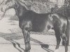 stallion Sulla (Westphalian, 1969, from Sudan xx)