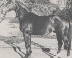 stallion Sulla (Westphalian, 1969, from Sudan xx)