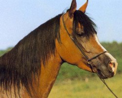 broodmare Madinah ox (Arabian thoroughbred, 1978, from Ibn Galal 1966 EAO)