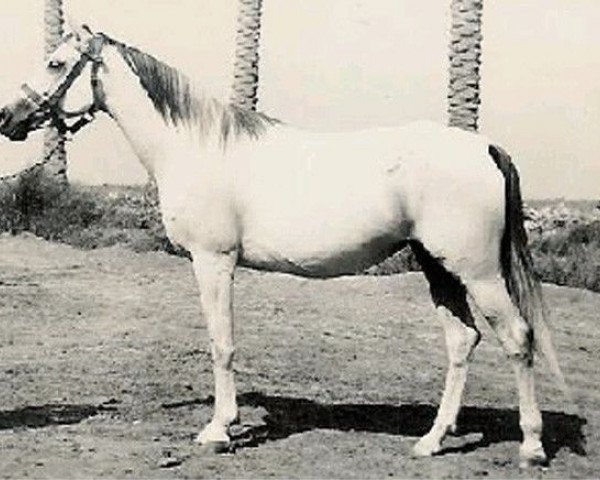 broodmare Ansata Bint Sameh EAO (Arabian thoroughbred, 1962, from Sameh 1945 RAS)