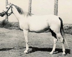 broodmare Ansata Bint Sameh EAO (Arabian thoroughbred, 1962, from Sameh 1945 RAS)