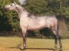 stallion Ansata Ibn Shah ox (Arabian thoroughbred, 1977, from Ansata Shah Zaman 1968 ox)