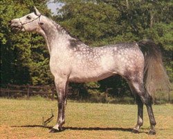 stallion Ansata Ibn Shah ox (Arabian thoroughbred, 1977, from Ansata Shah Zaman 1968 ox)