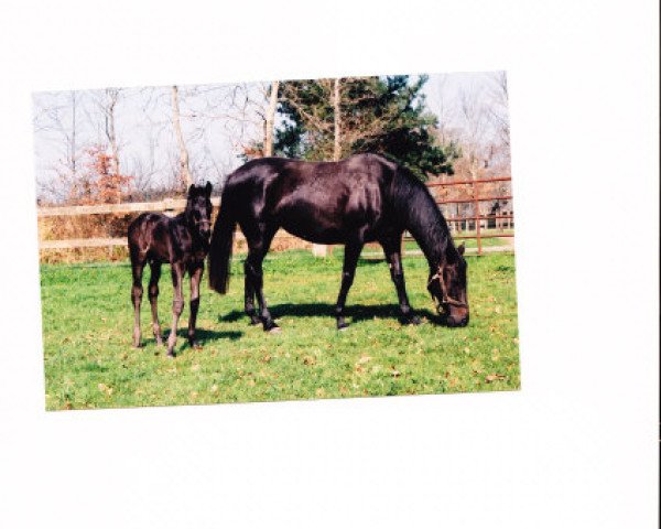 broodmare Intime xx (Thoroughbred,  , from Grape Tree Road xx)