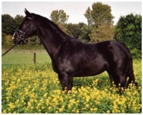 Pferd Dundee 53 (Westfale, 1995, von Dunhill H)