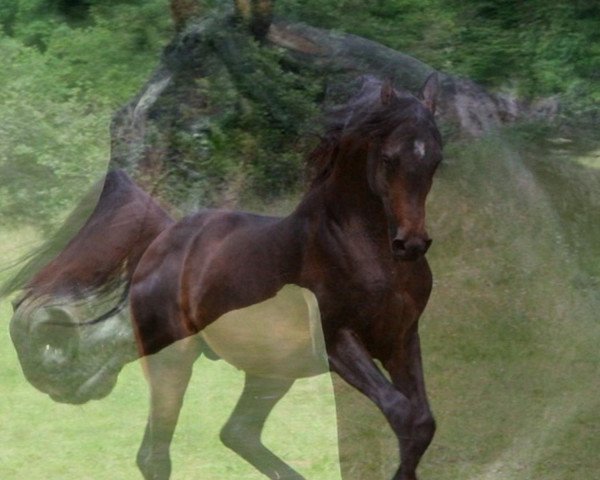 stallion Excalibur ox (Arabian thoroughbred, 2003, from Psynergy ox)