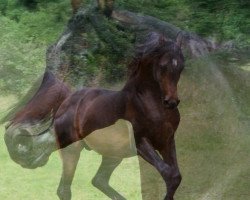 stallion Excalibur ox (Arabian thoroughbred, 2003, from Psynergy ox)