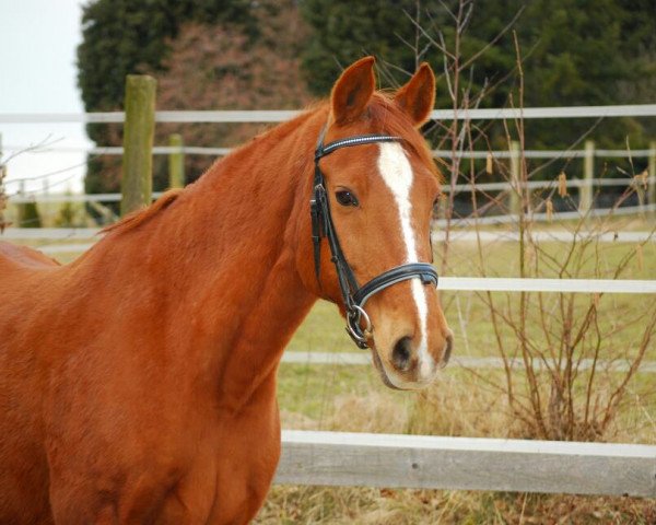 horse Lucky Strike GV (Oldenburg, 1998, from Le Coeur)