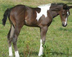 Springpferd Juno Z (Zangersheide Reitpferd, 2011, von Jalisco II)