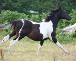 jumper Jensen Z (Zangersheide riding horse, 2010, from Jalisco II)