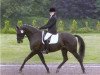 Zuchtstute Suzy (Belgisches Warmblut, 1995, von Lawrence*HN)