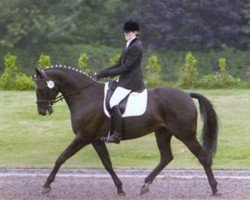 Zuchtstute Suzy (Belgisches Warmblut, 1995, von Lawrence*HN)