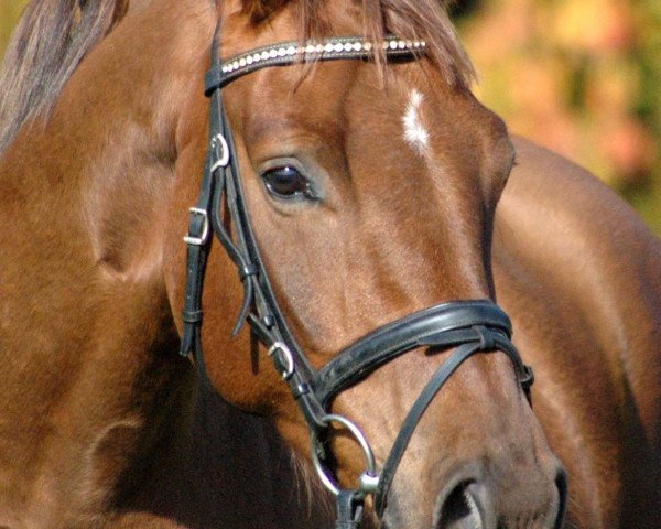 Pferd Etoile W (Westfale, 2009, von Ehrentanz I)