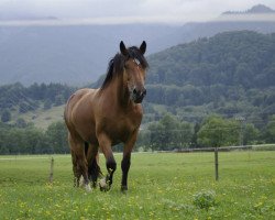 broodmare Parole (South German draft horse, 2007, from Romanoff)