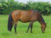 broodmare Florin II (Belgian Warmblood, 1992, from Wellington)