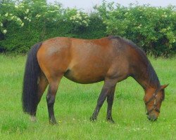 broodmare Florin II (Belgian Warmblood, 1992, from Wellington)