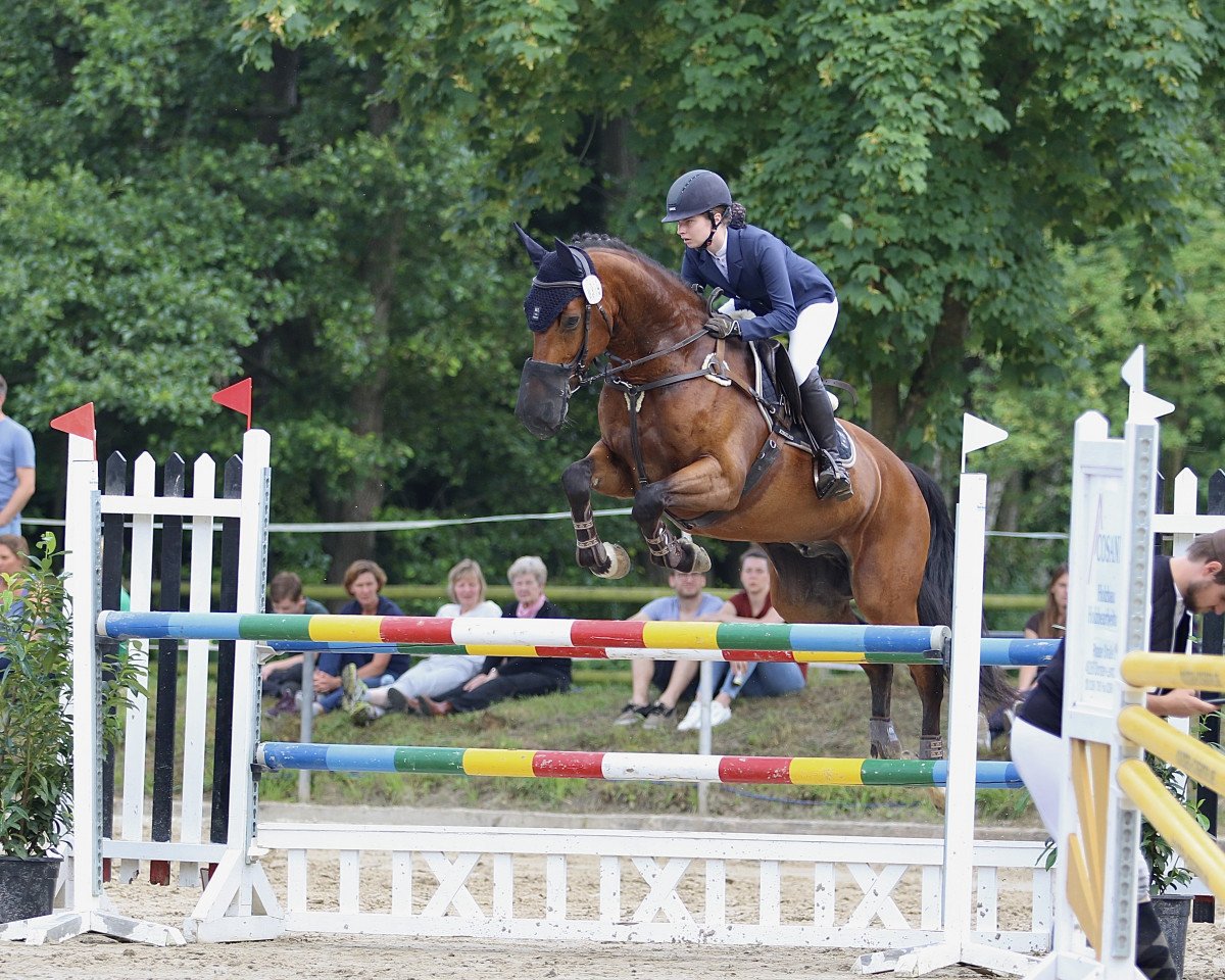 jumper Galant's Legacy (American Warmblood, 2008, from Galant du Serein)
