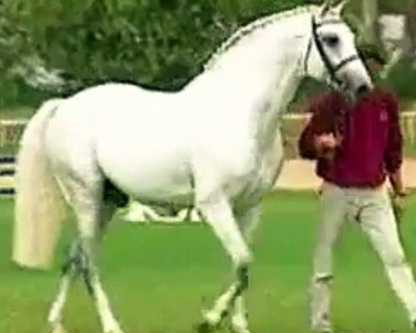 stallion Carolus I (Holsteiner, 1986, from Capitol I)
