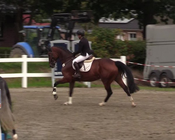 Springturnier Mildstedt 2021
