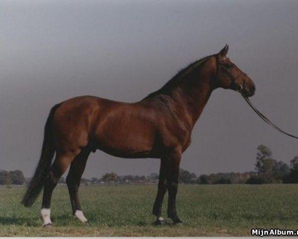 stallion Codexco (Belgian Warmblood, 1979, from Codex)