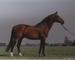 Deckhengst Codexco (Belgisches Warmblut, 1979, von Codex)