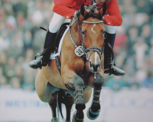 horse Royale Bonheur (Danish Warmblood, 1992, from Royal Blue)