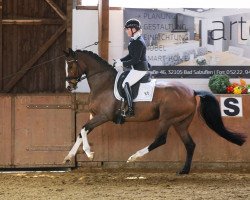 dressage horse Bijou 457 (Hanoverian, 2016, from Bon Coeur)