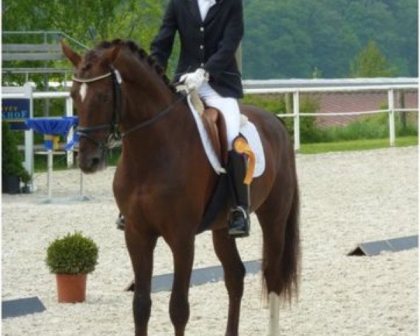 dressage horse Dallas (Württemberger, 2008, from Don Diamond)