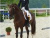 dressage horse Dallas (Württemberger, 2008, from Don Diamond)