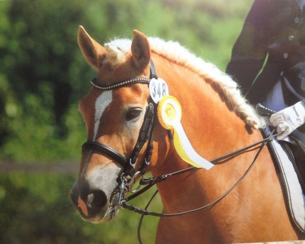 dressage horse Nestor 85 (Haflinger, 2003, from Nastral)