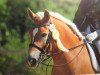 dressage horse Nestor 85 (Haflinger, 2003, from Nastral)