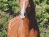 broodmare Faaiza Estopa ox (Arabian thoroughbred, 2007, from El Kadjour ox)