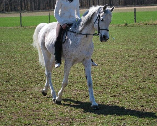 horse Hyrcan ox (Arabian, 1991, from Dahab ox)