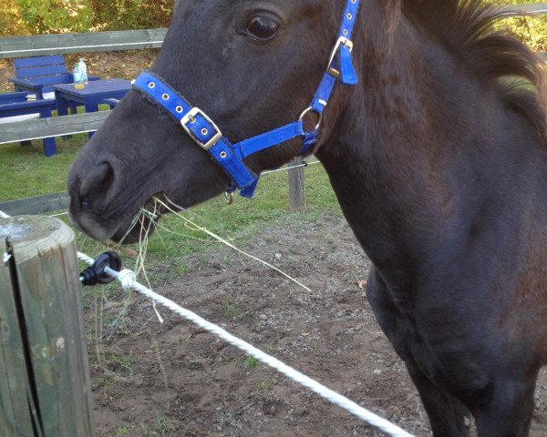 horse GR Malou ox (Arabian thoroughbred, 2012, from GR Madhin EAO)