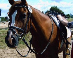 horse Feried ox (Arabian thoroughbred, 1986, from Kahir ox)