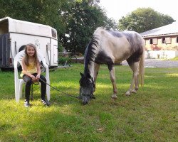 dressage horse Peppy 49 (Welsh, 1992)