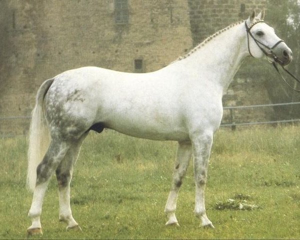 stallion Ridder (Rhinelander, 1975, from Salut)