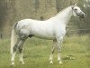 stallion Ridder (Rhinelander, 1975, from Salut)